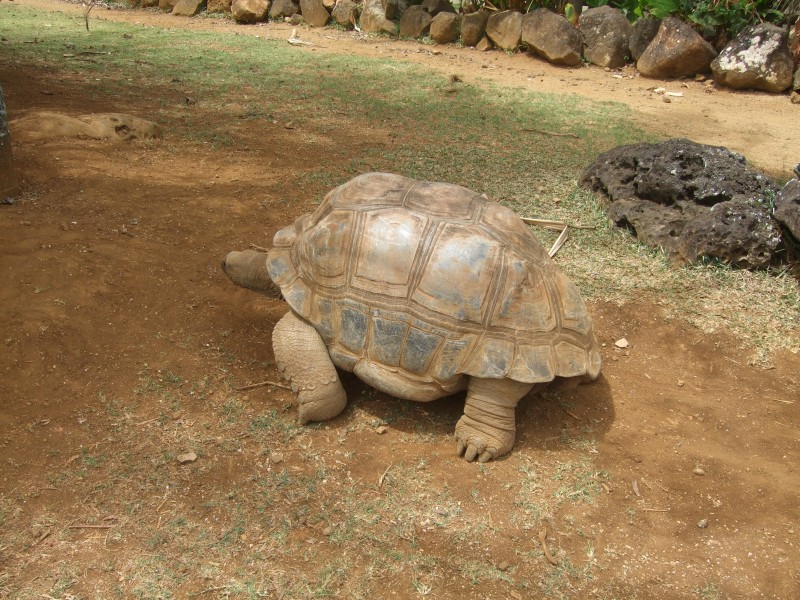 Mauritius 2010 - 0312 